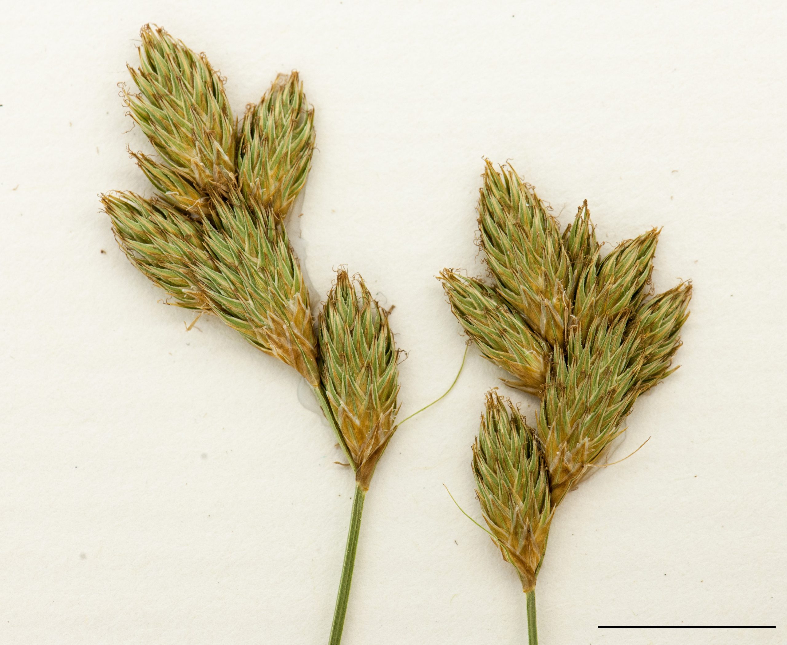 Inflorescence composée de plusieurs épis, stade floraison