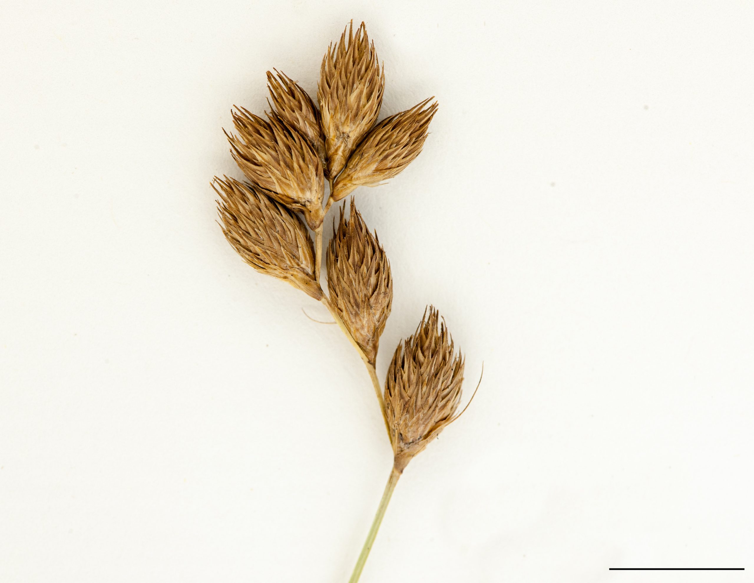 Inflorescence, stade fructification