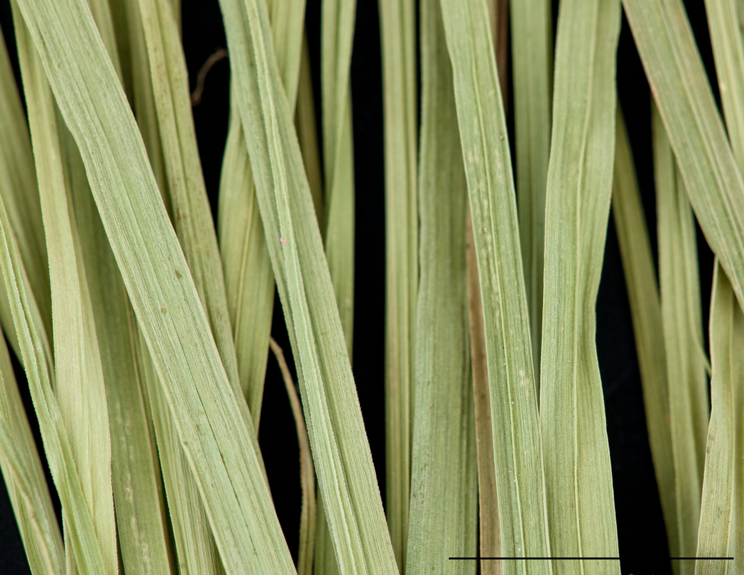 Limbe glabre et marge scabre