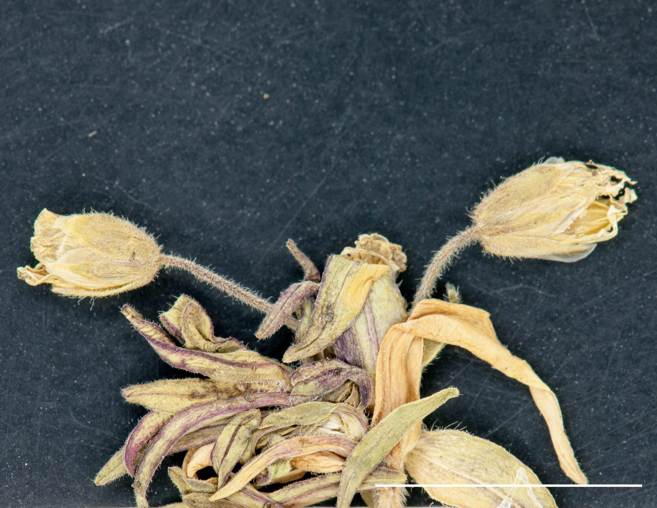 Capsules