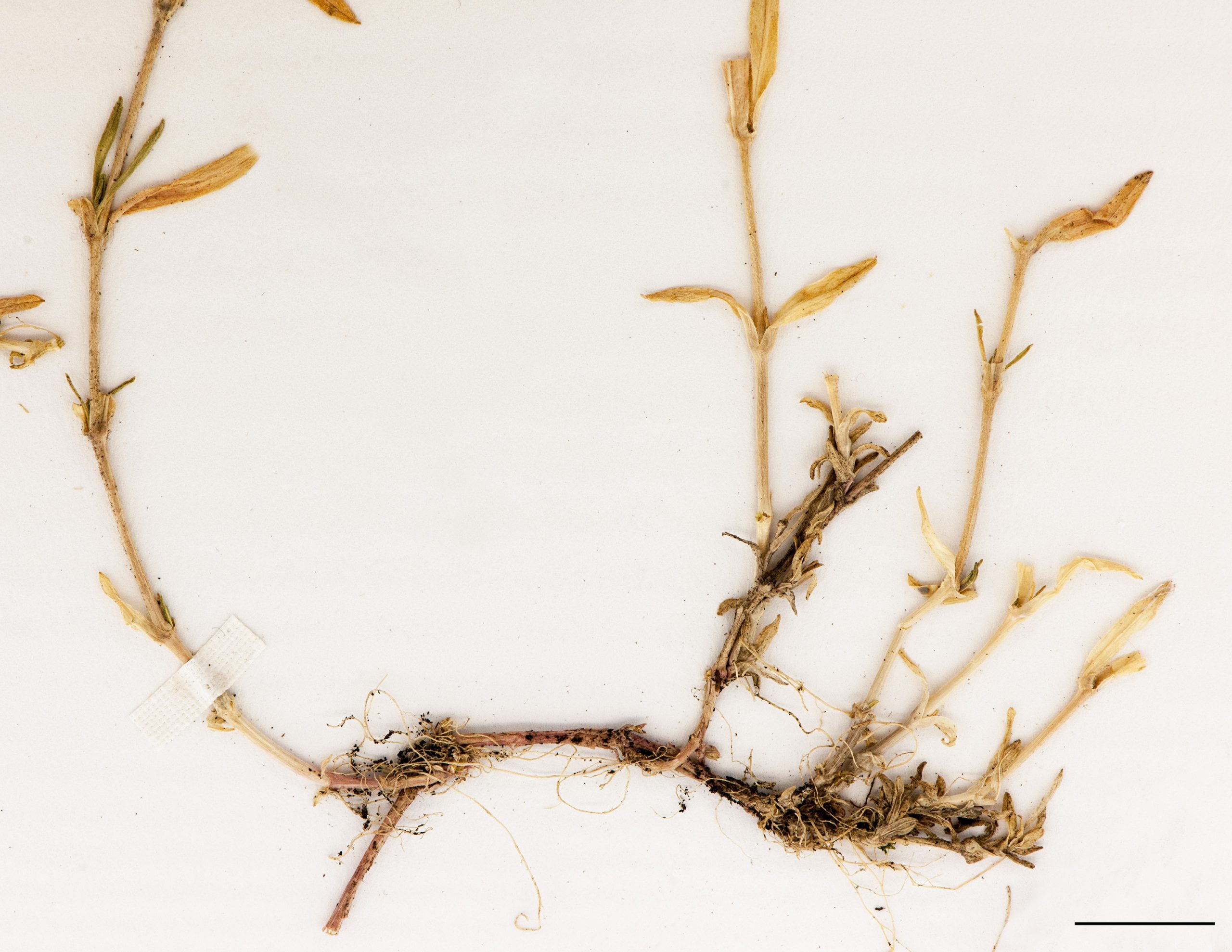 Tiges, rhizomes, racines et feuilles macrescentes