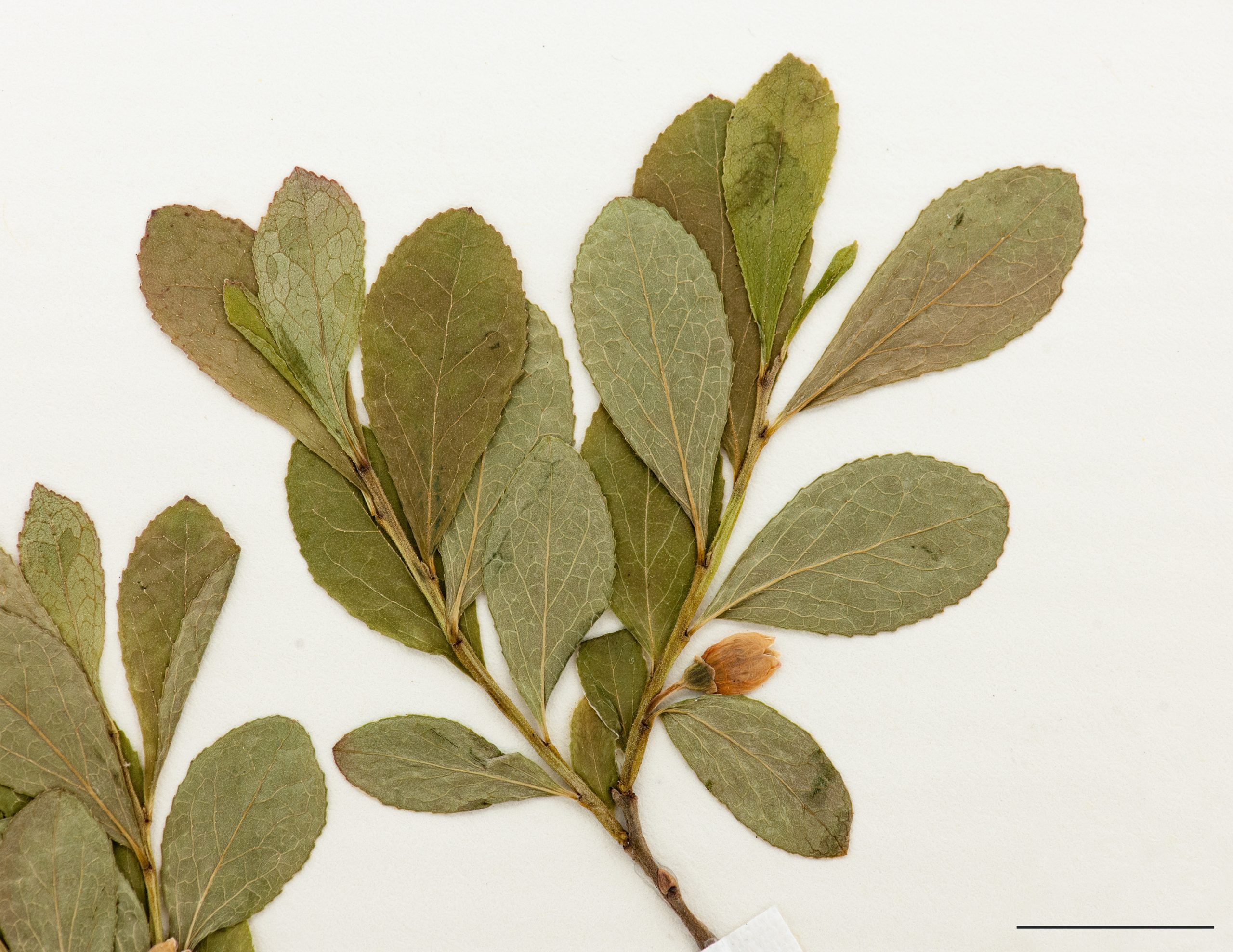 Feuilles élargies au sommet, marge dentée