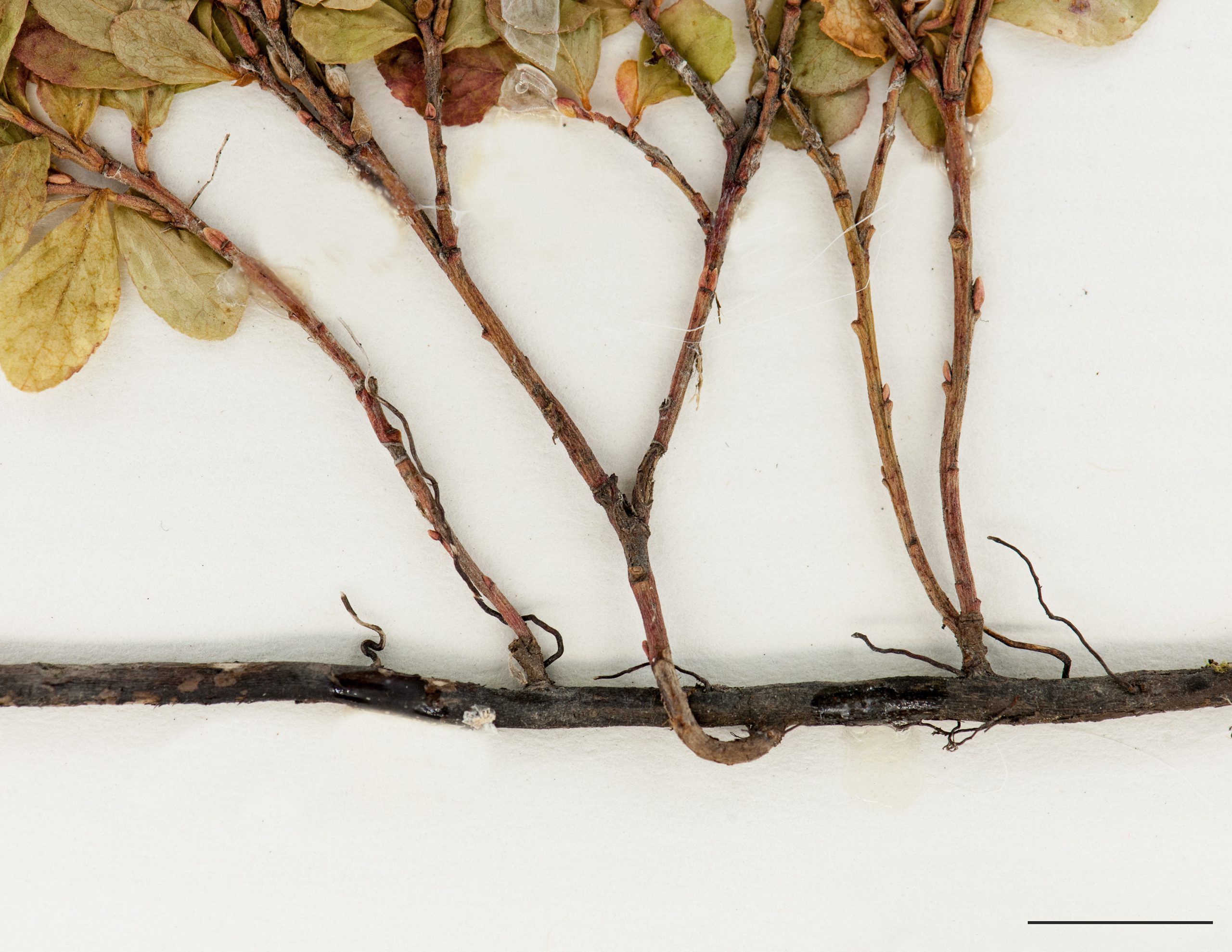 Rhizome et tiges ligneux et racines