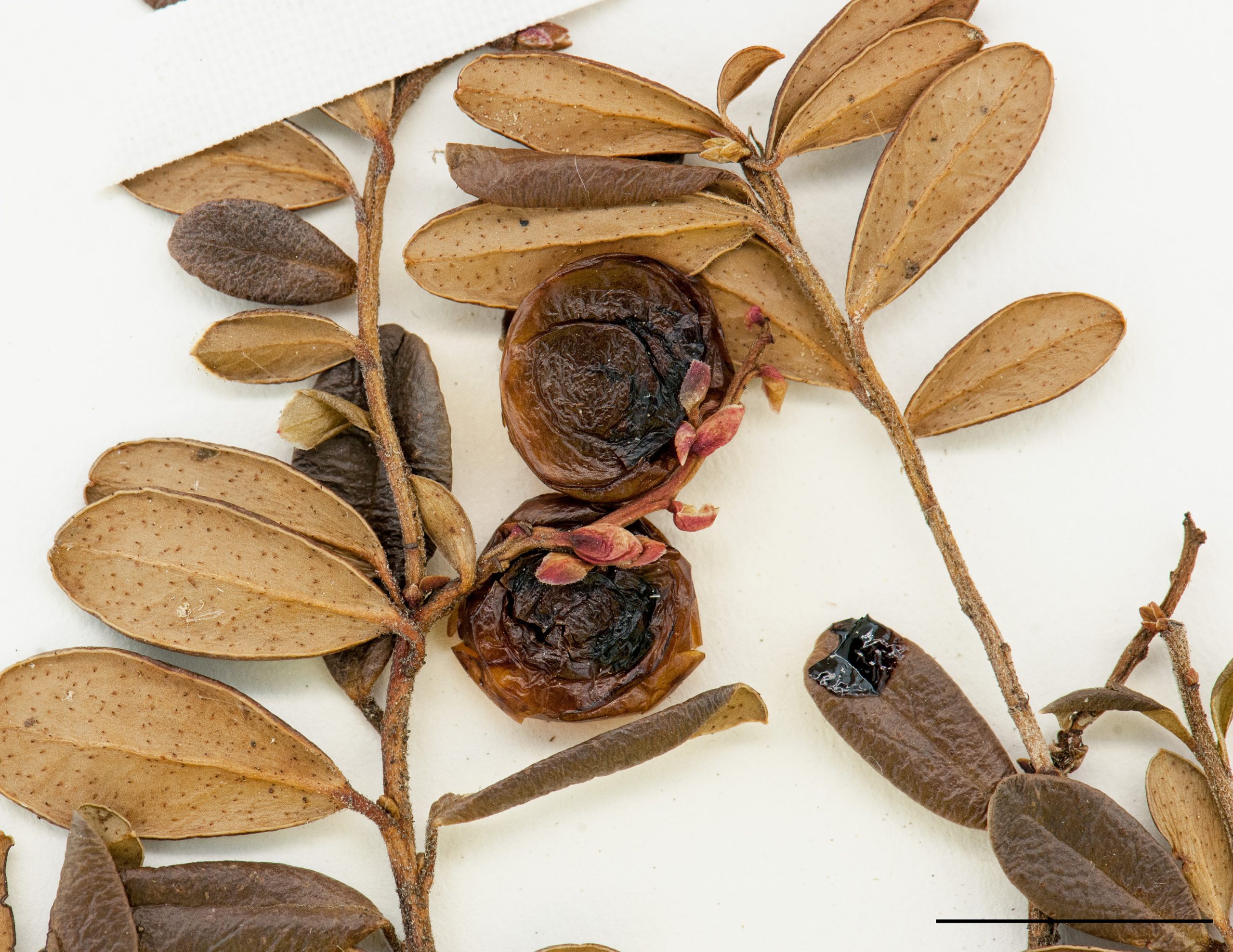 Baies globuleuses, rouge