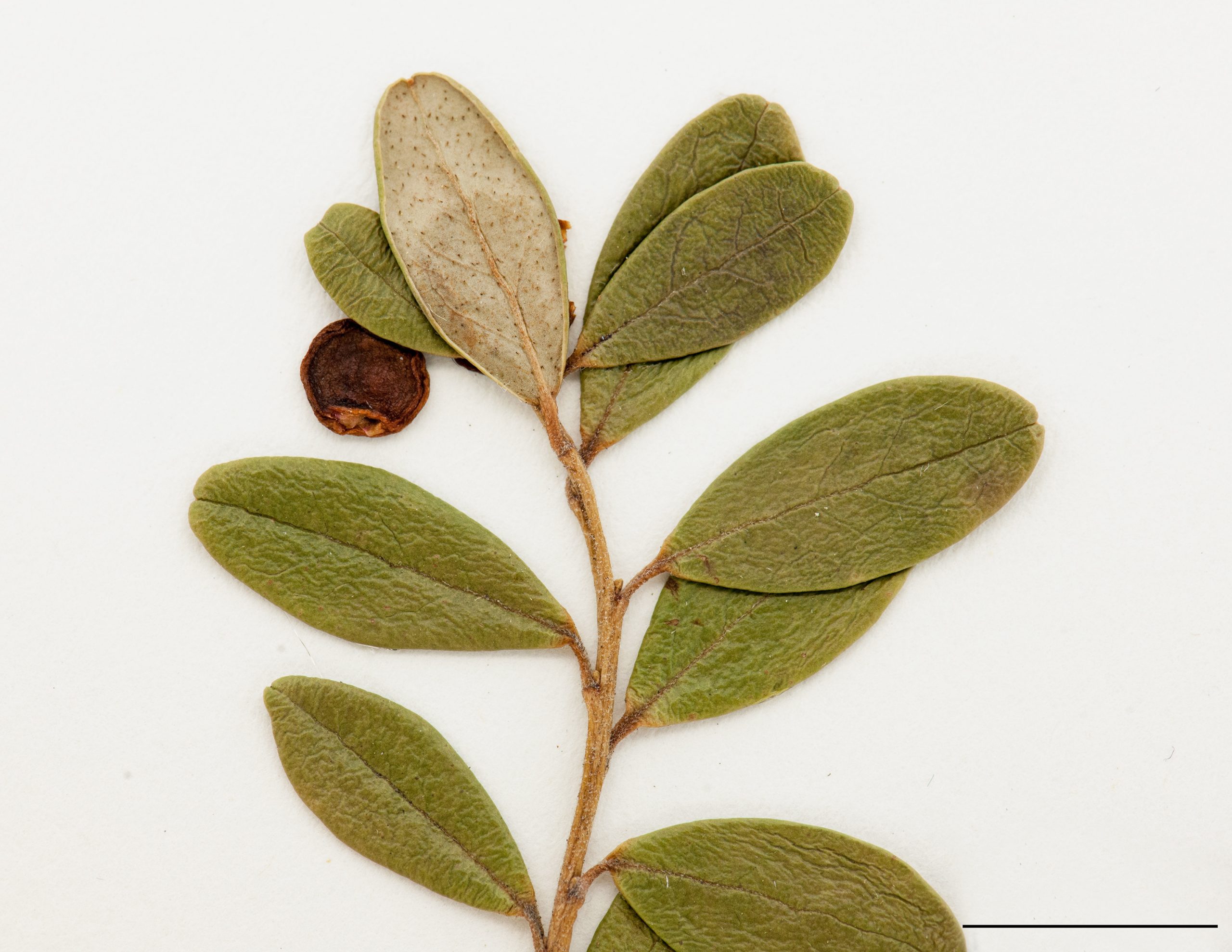 Feuilles épaisses, ponctuées en dessous