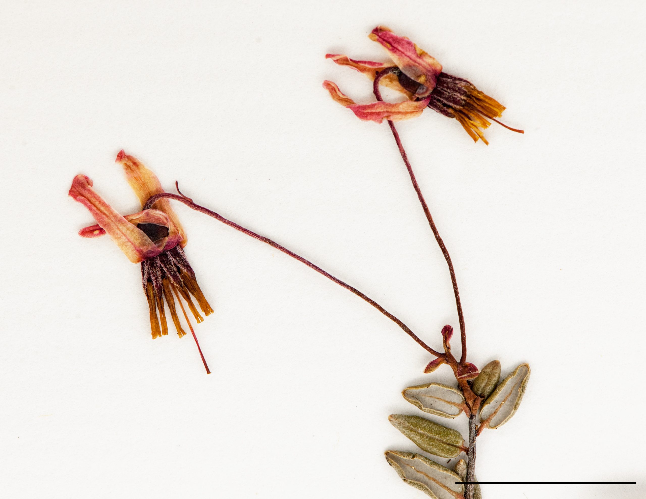 Fleurs en paire, longuement pédicellées