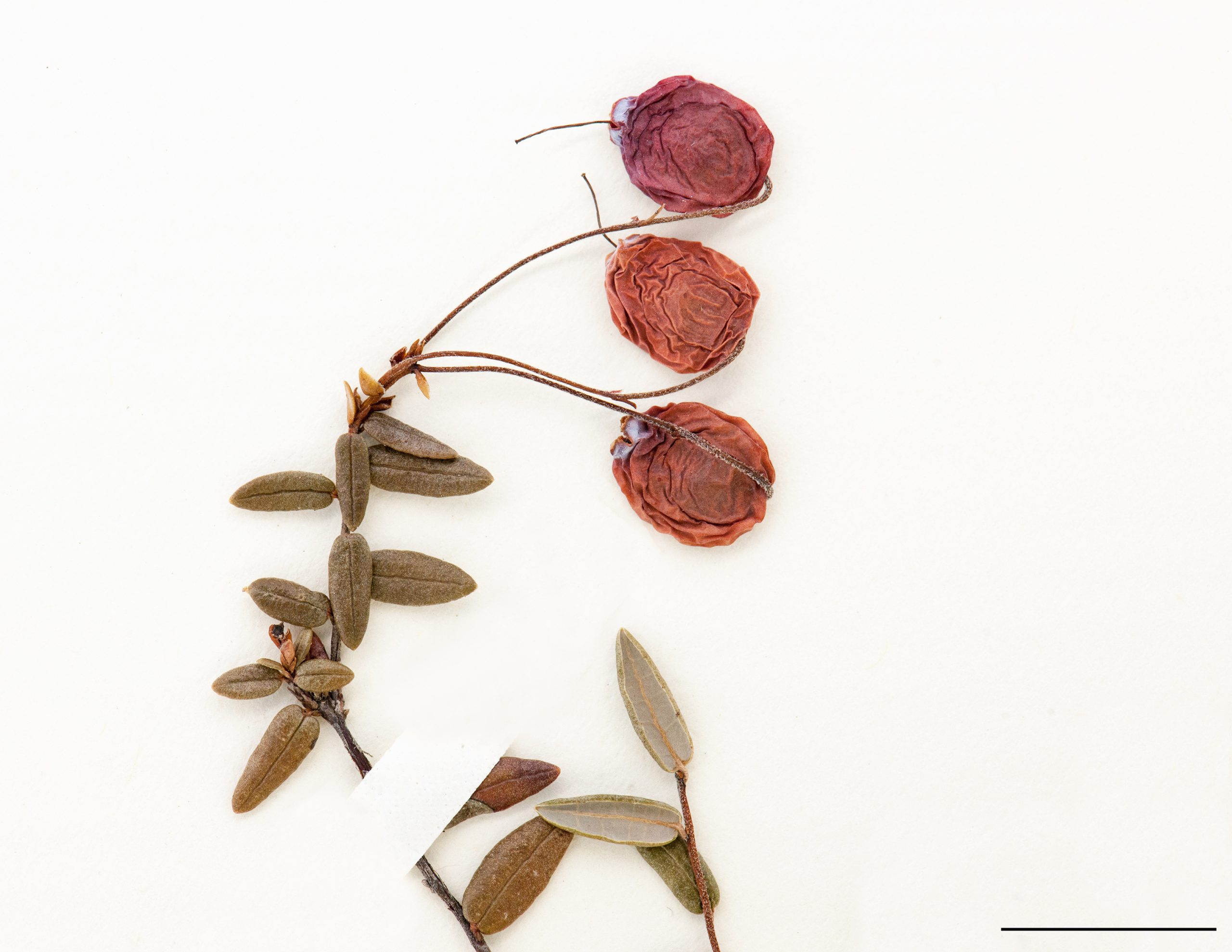 Fruit, une baie globuleuse