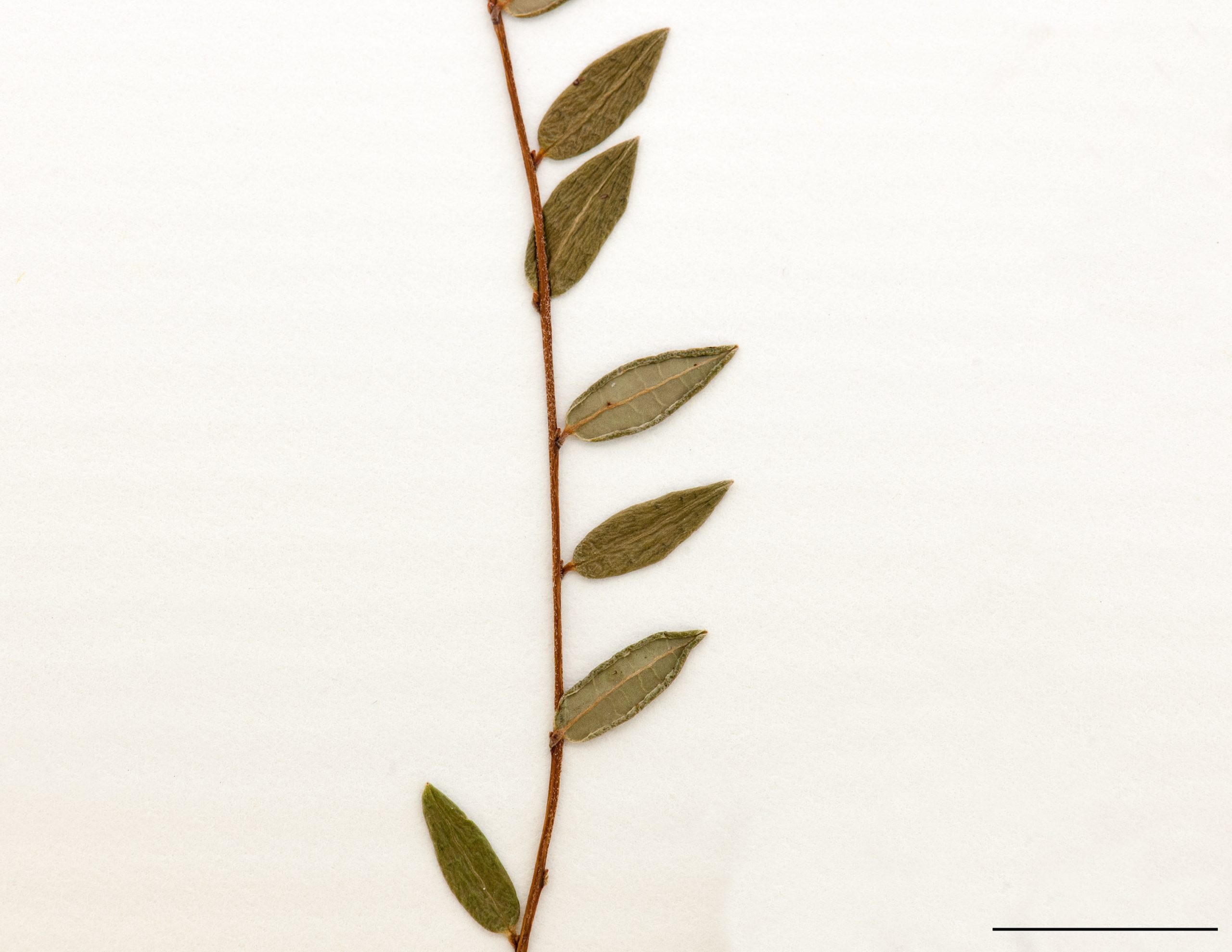 Feuilles ovées, aiguës