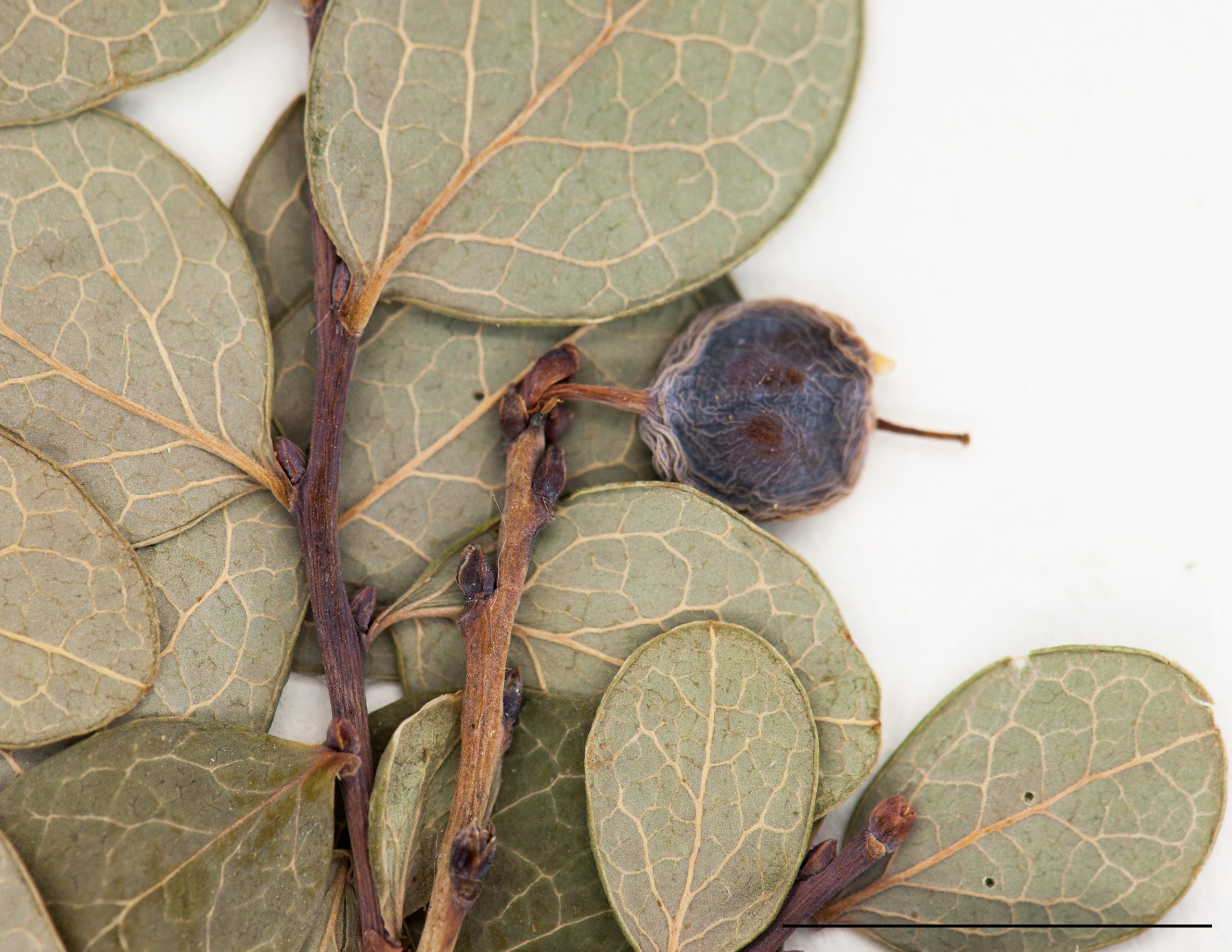 Fruit, une baie globuleuse bleue, style persistant
