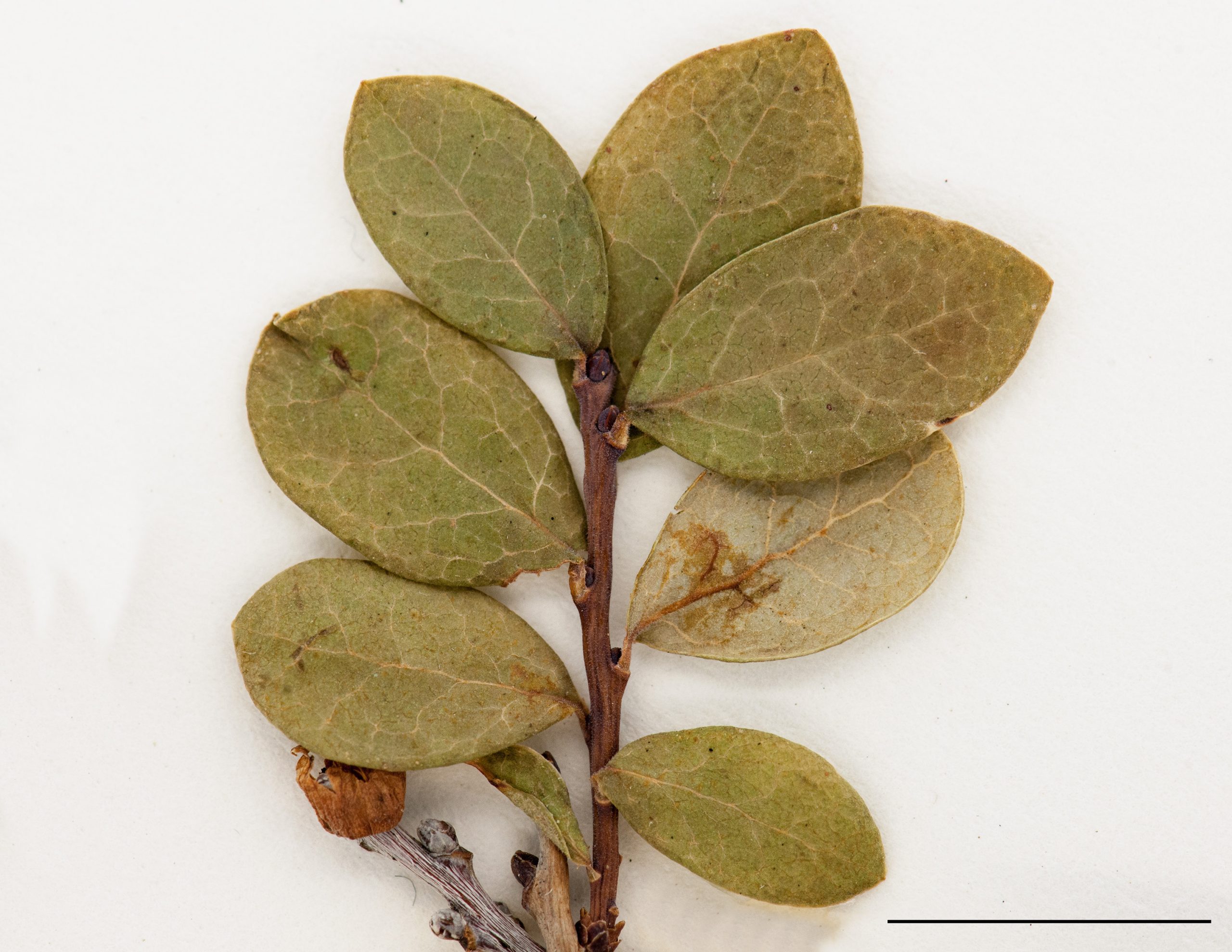 Feuilles épaisses, glabres sur les deux faces