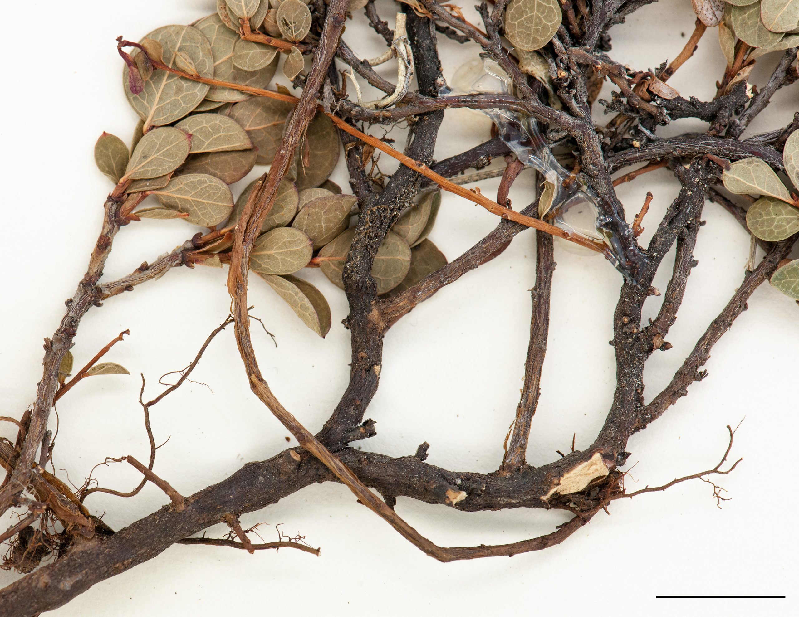 Rhizomes robuste, ligneux