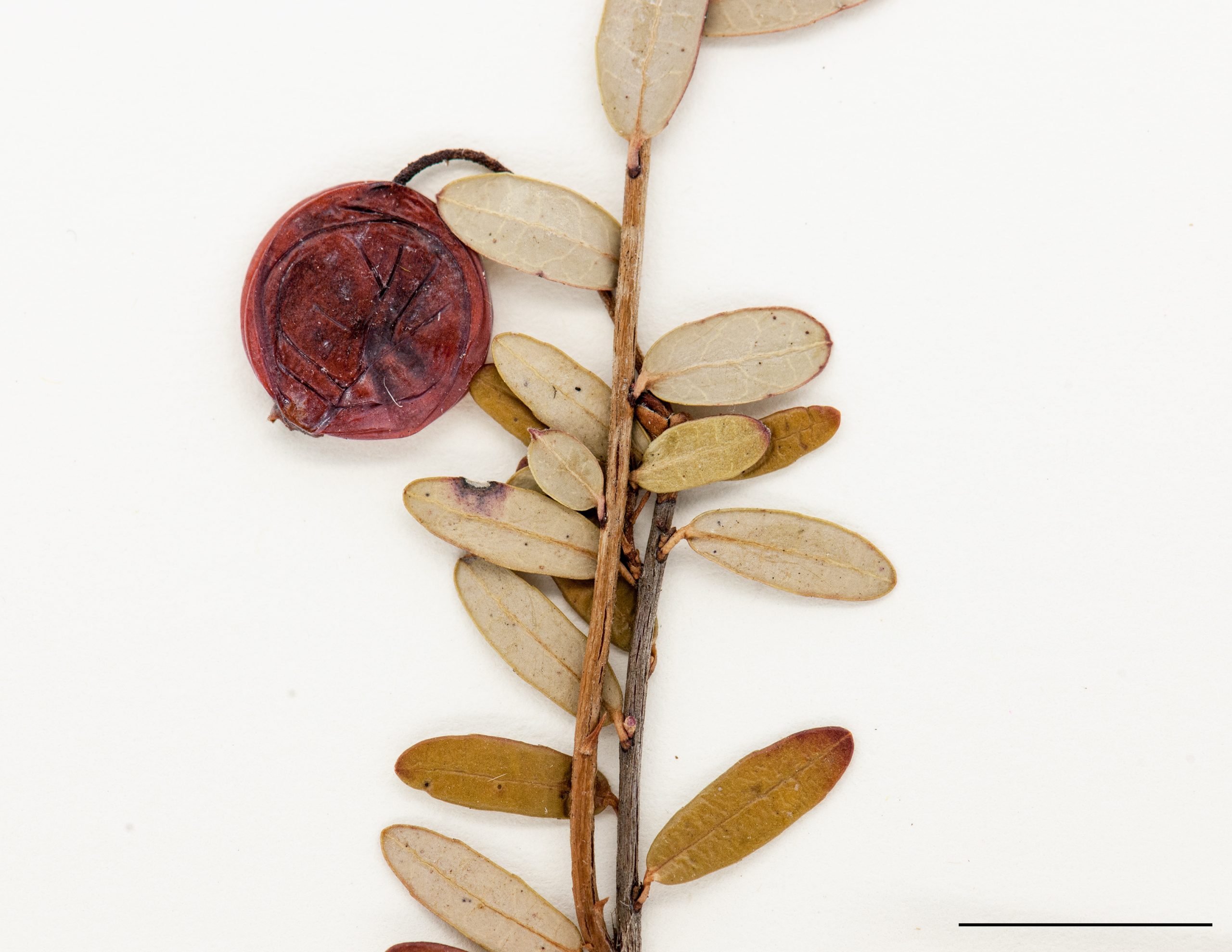 Fruit, une baie globuleuse
