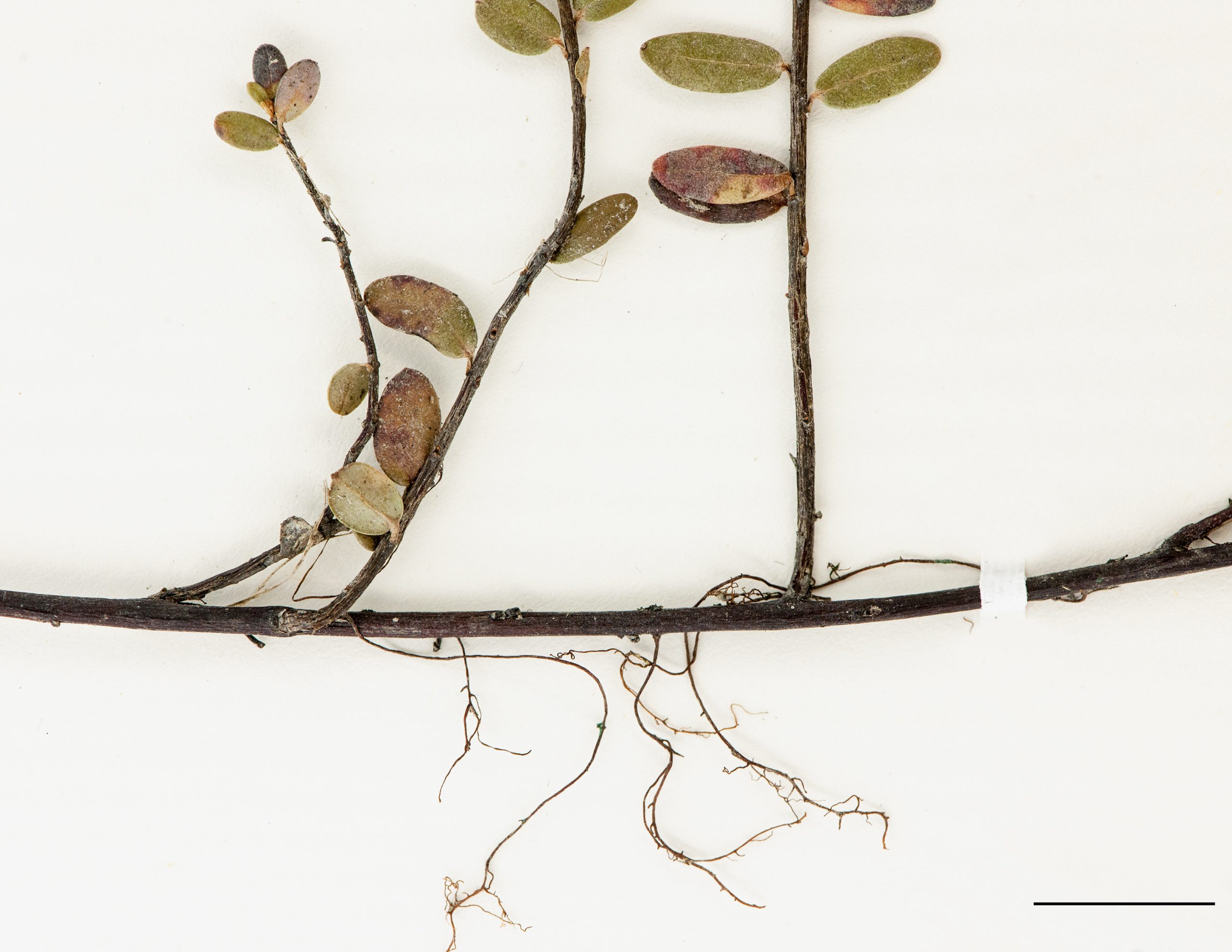 Tiges rampantes, ligneuses