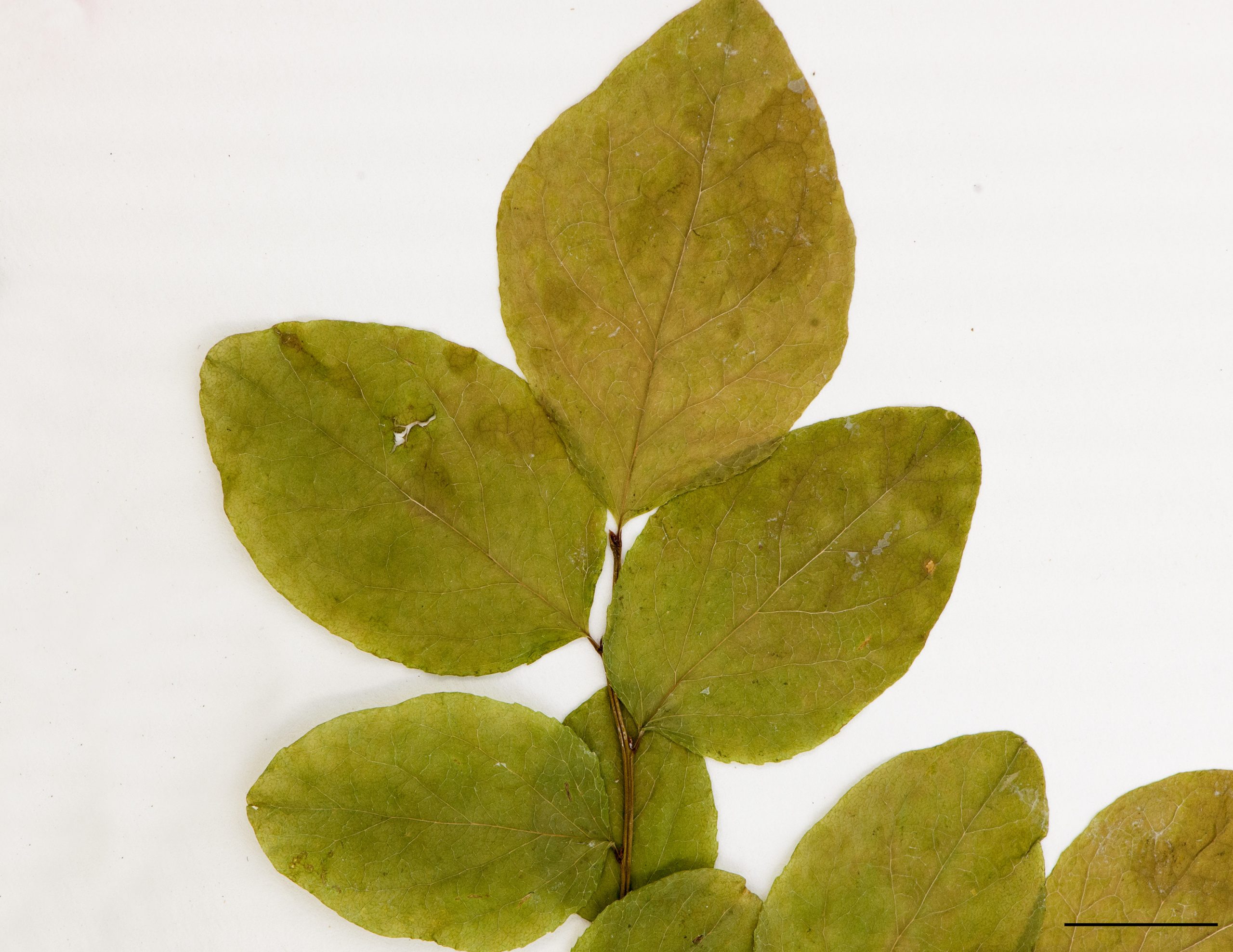 Feuilles ovales, surface glabre