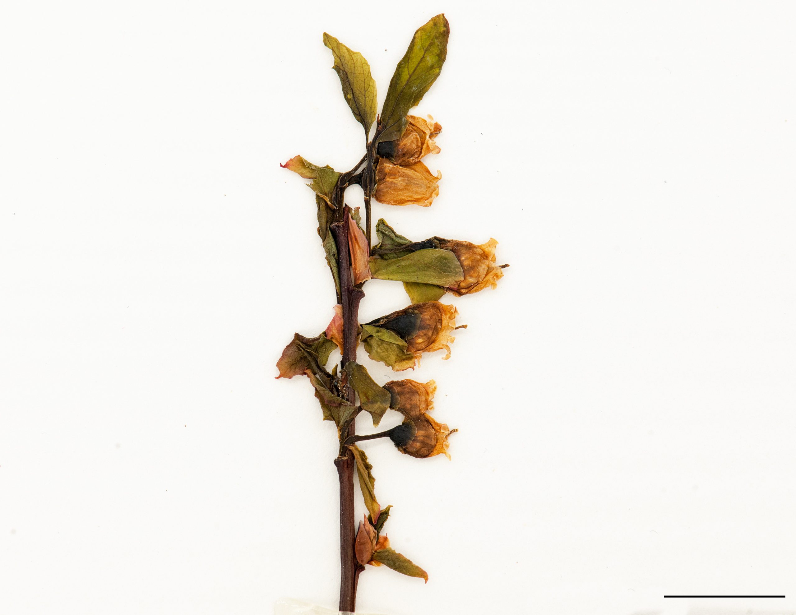 Fleur solitaire ou disposée en paire