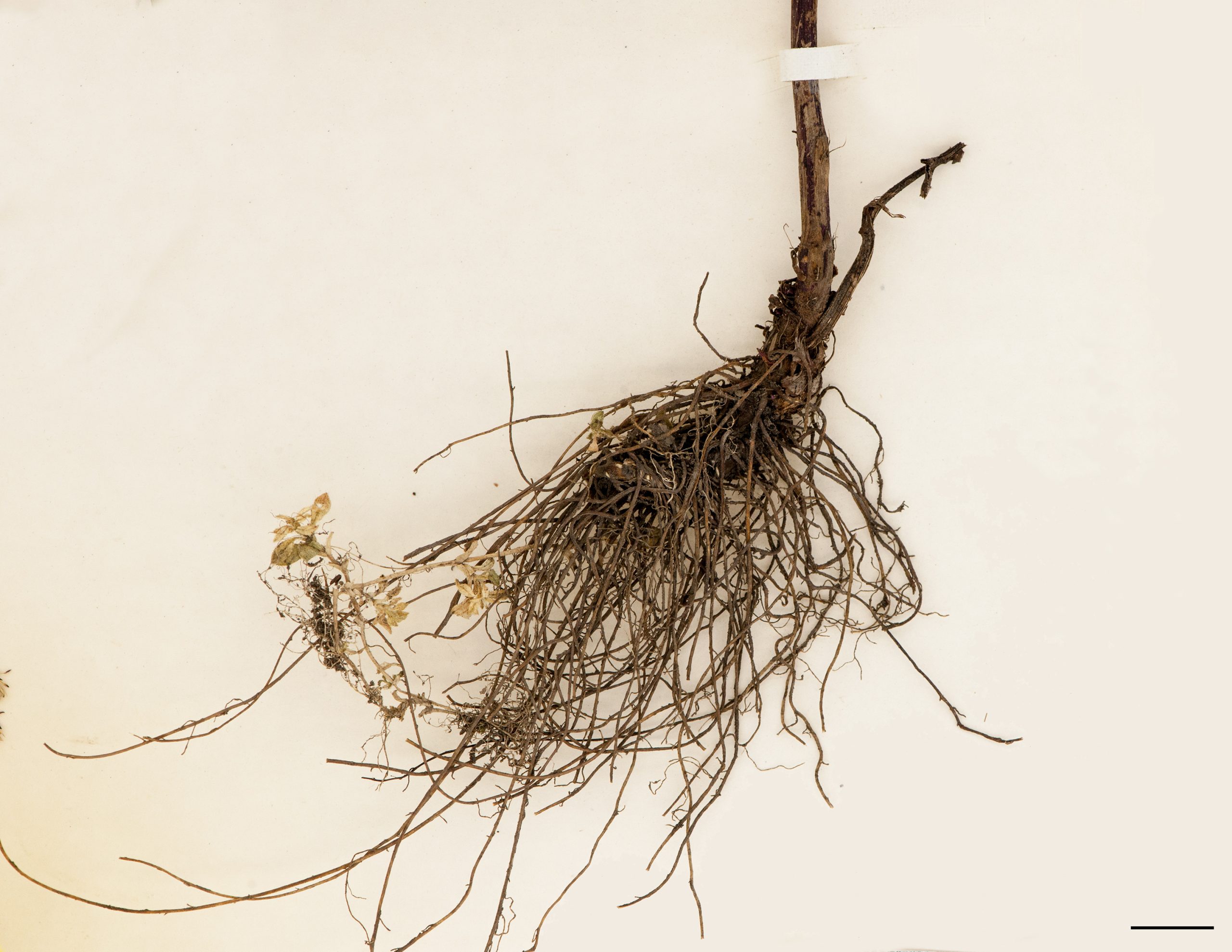 Racines fibreuses et rhizome