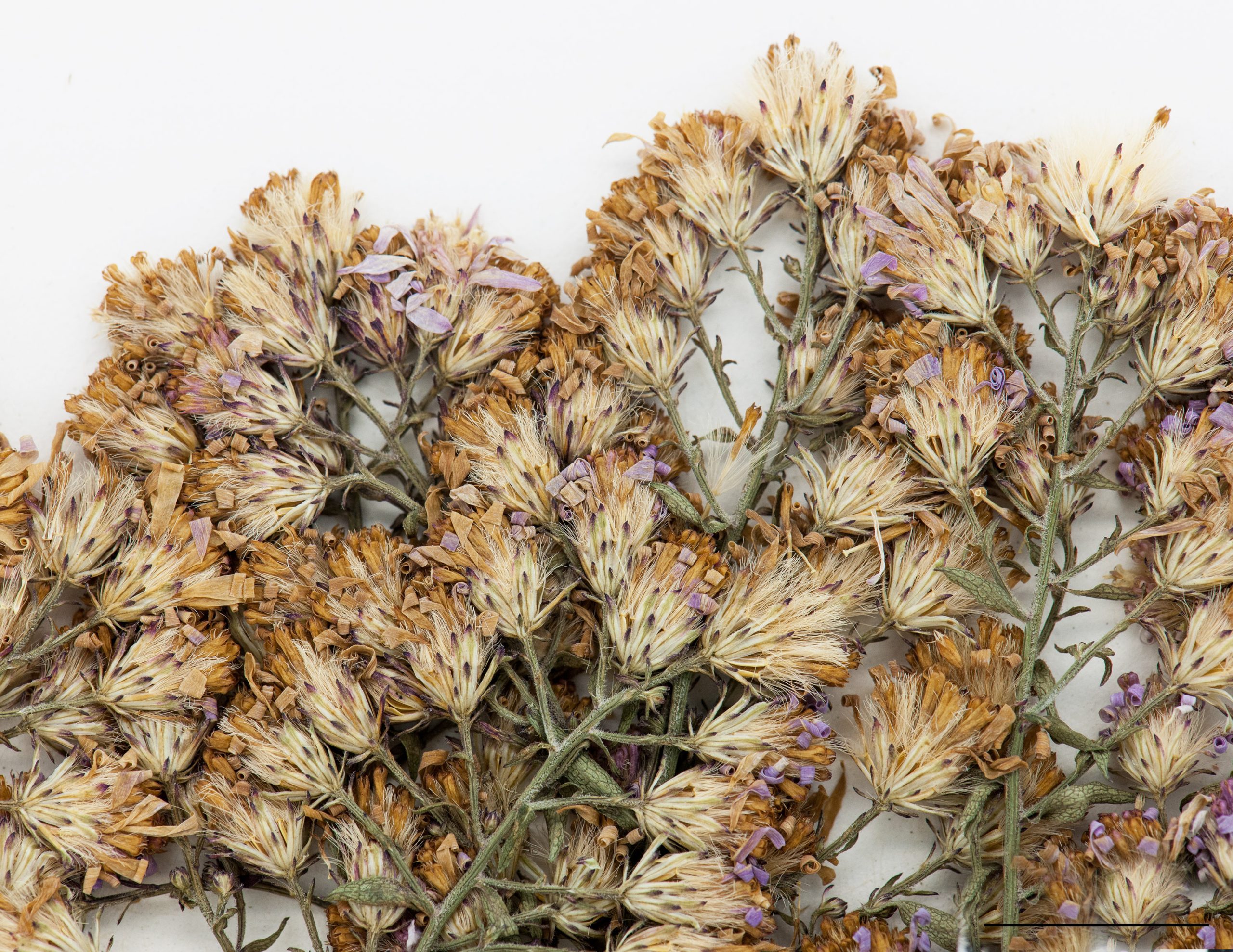 Capitules, akènes portant des aigrettes soyeuses