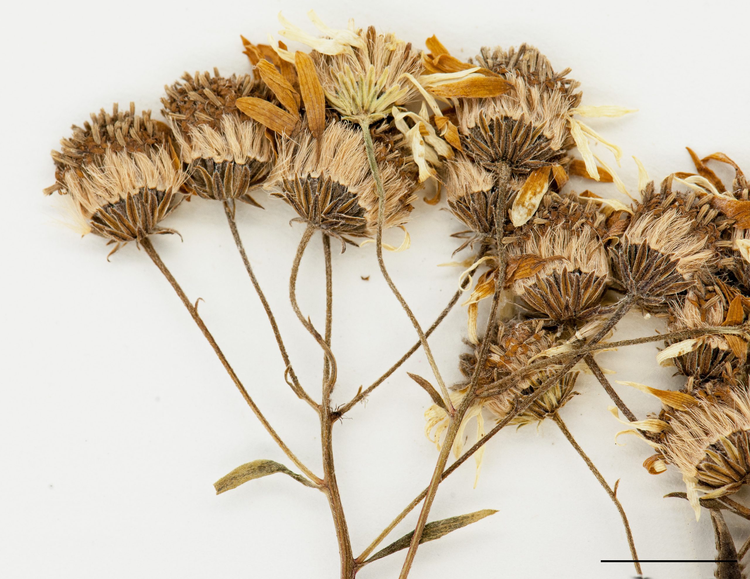Infrutescence, akènes portant des aigrettes soyeuses
