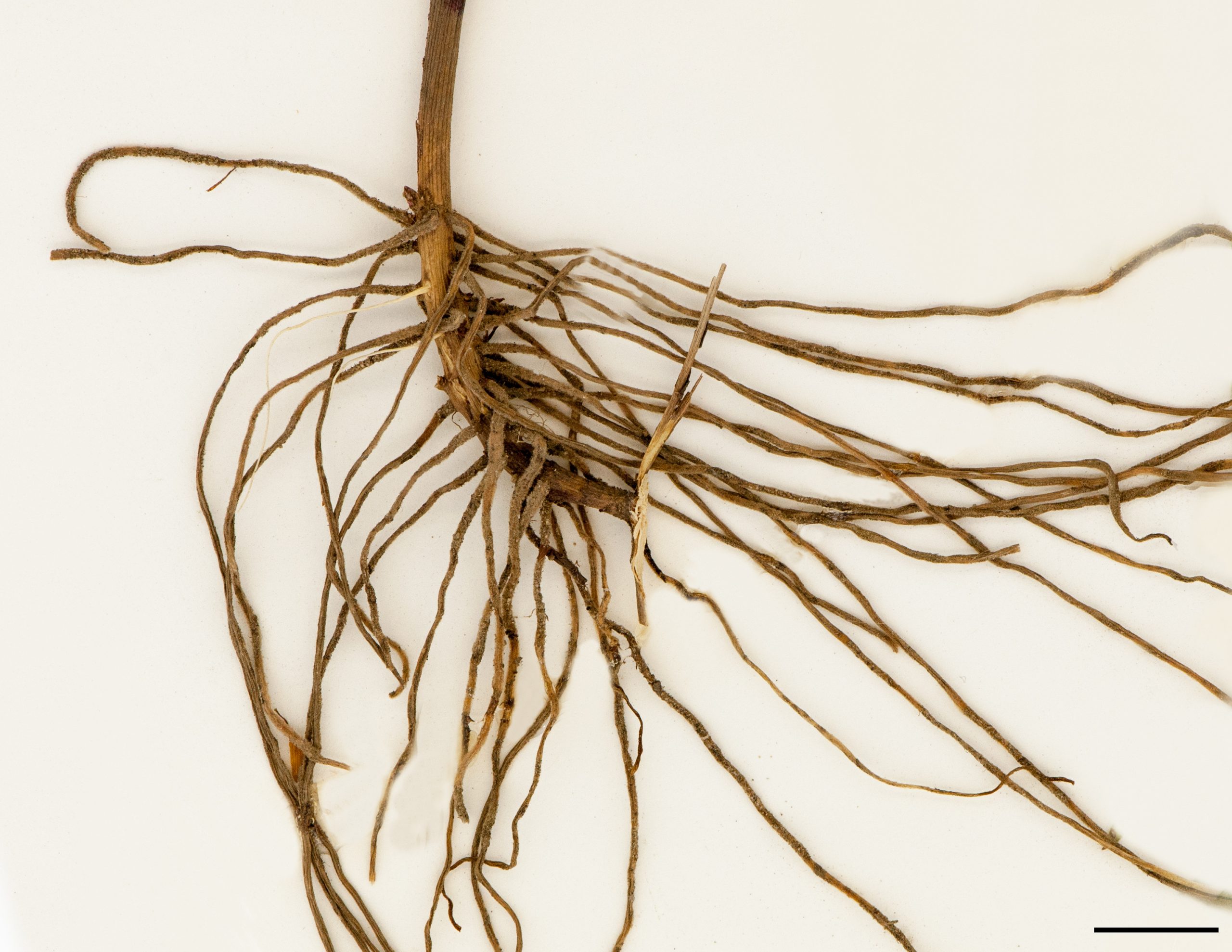 Racines fibreuses et rhizome