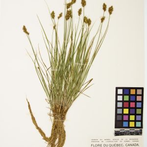 Carex de Crawford