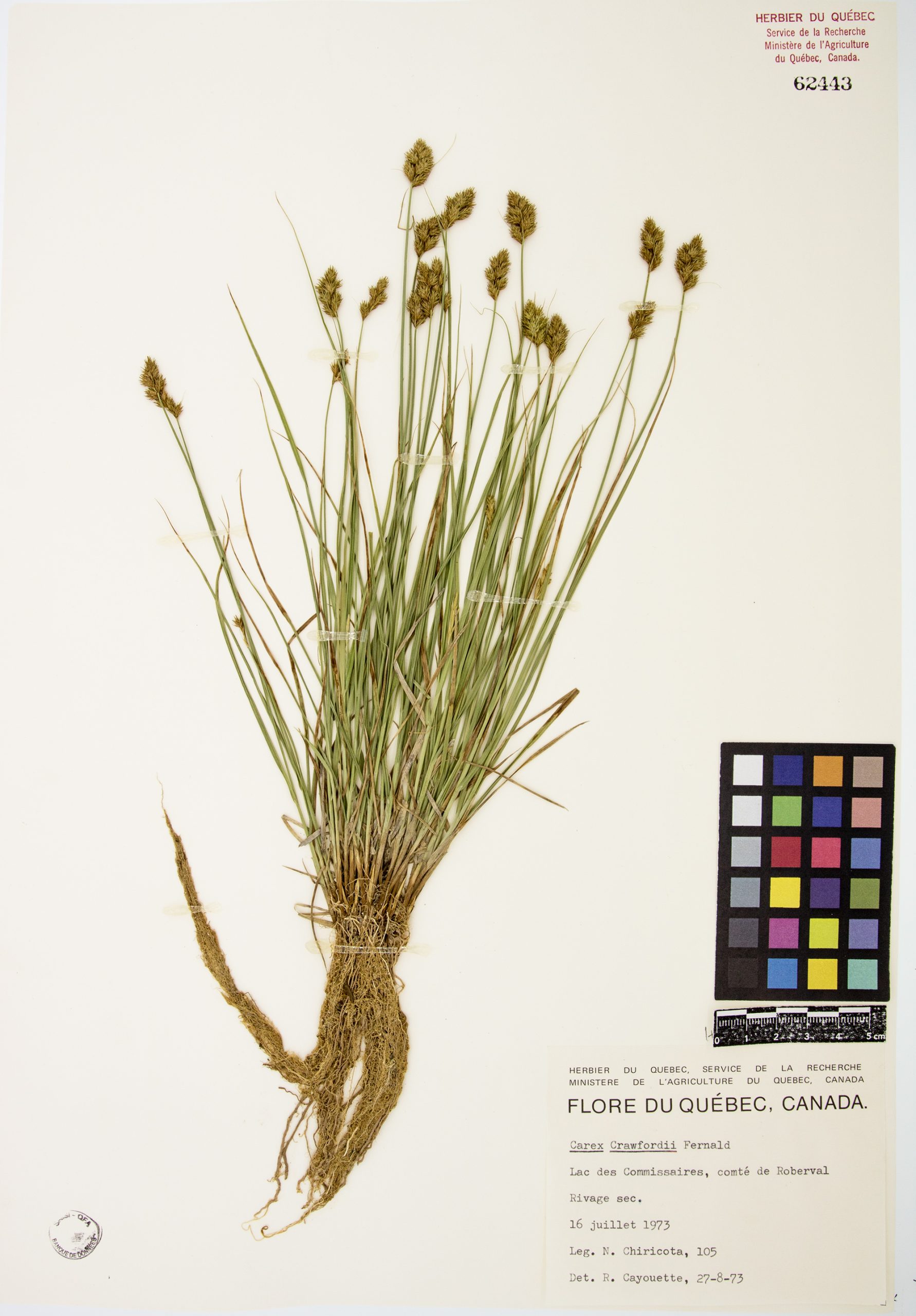 Carex de Crawford