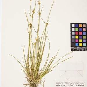 Carex verdâtre