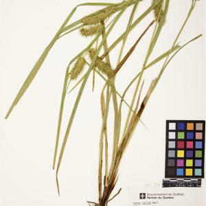 Carex luisant