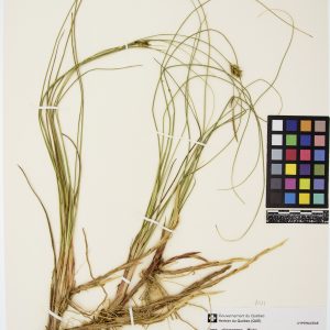 Carex oligosperme