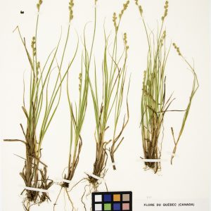 Carex blanchâtre