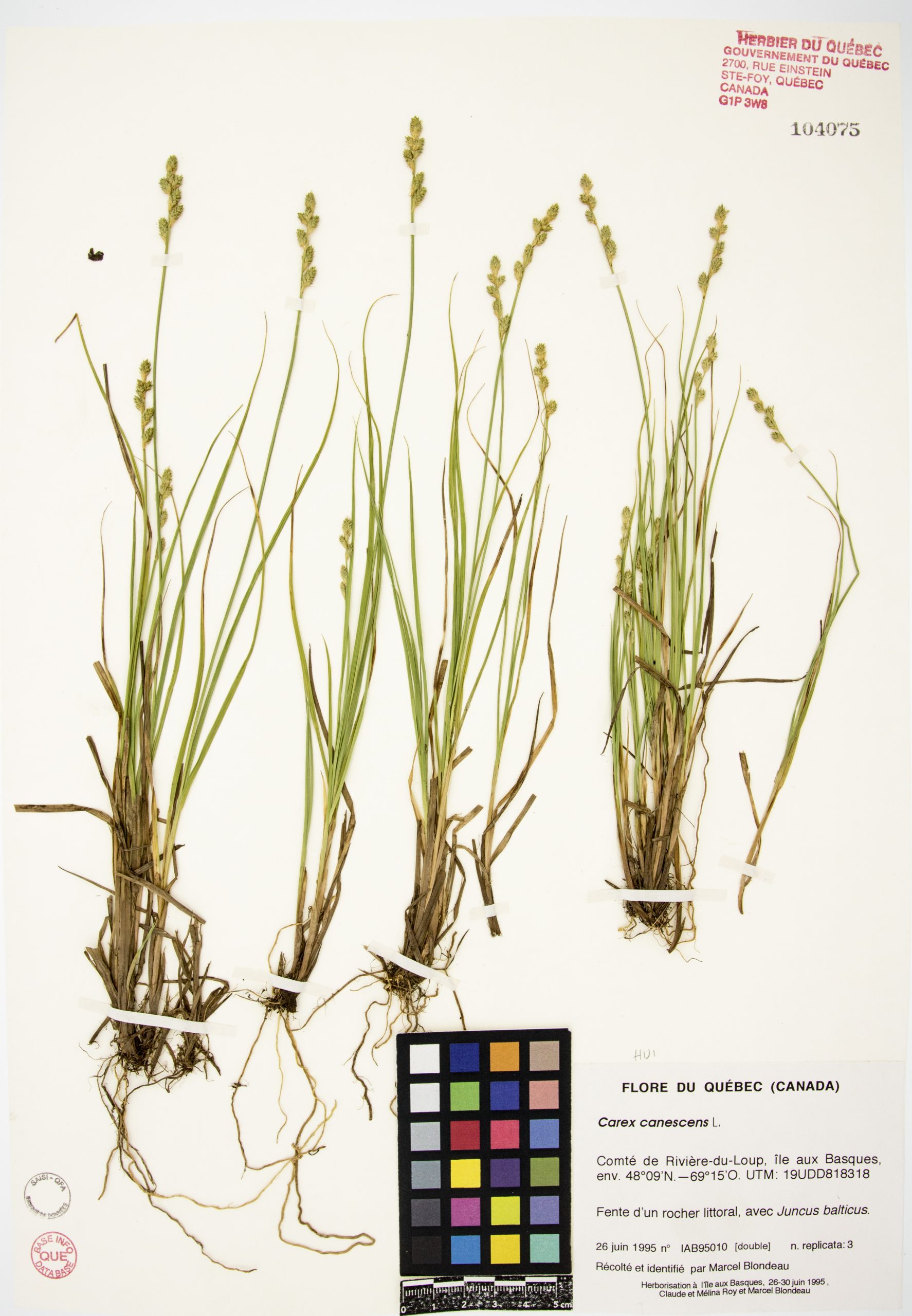 Carex blanchâtre