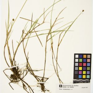 Carex à longs stolons