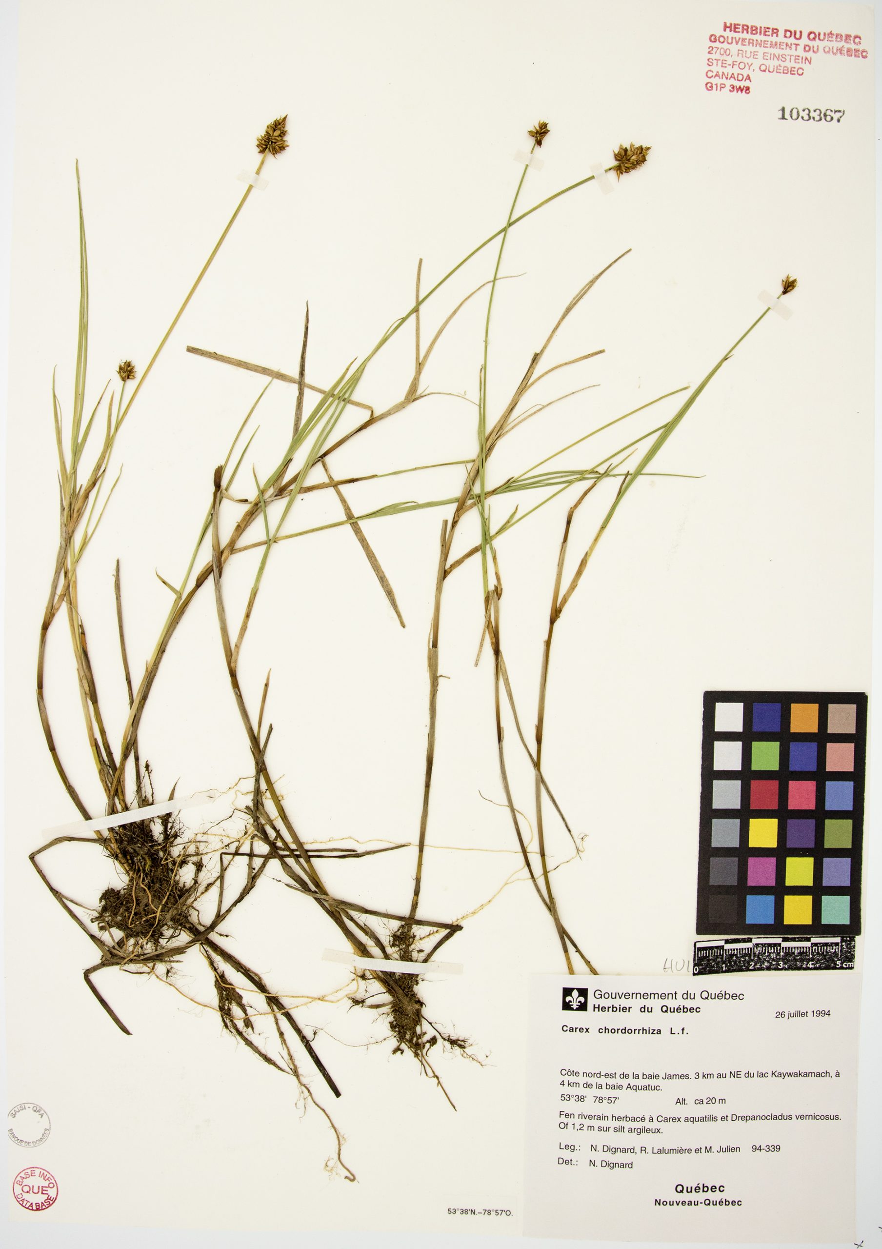 Carex à longs stolons