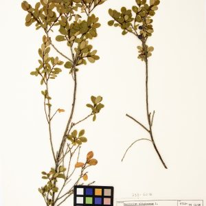 Airelle des marécages