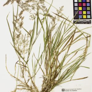 Agrostide blanche