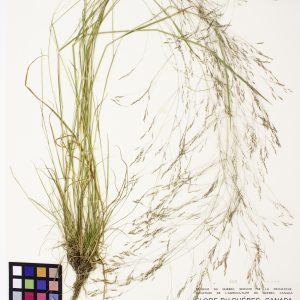 Agrostide scabre