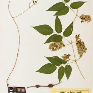 Apios d'Amérique