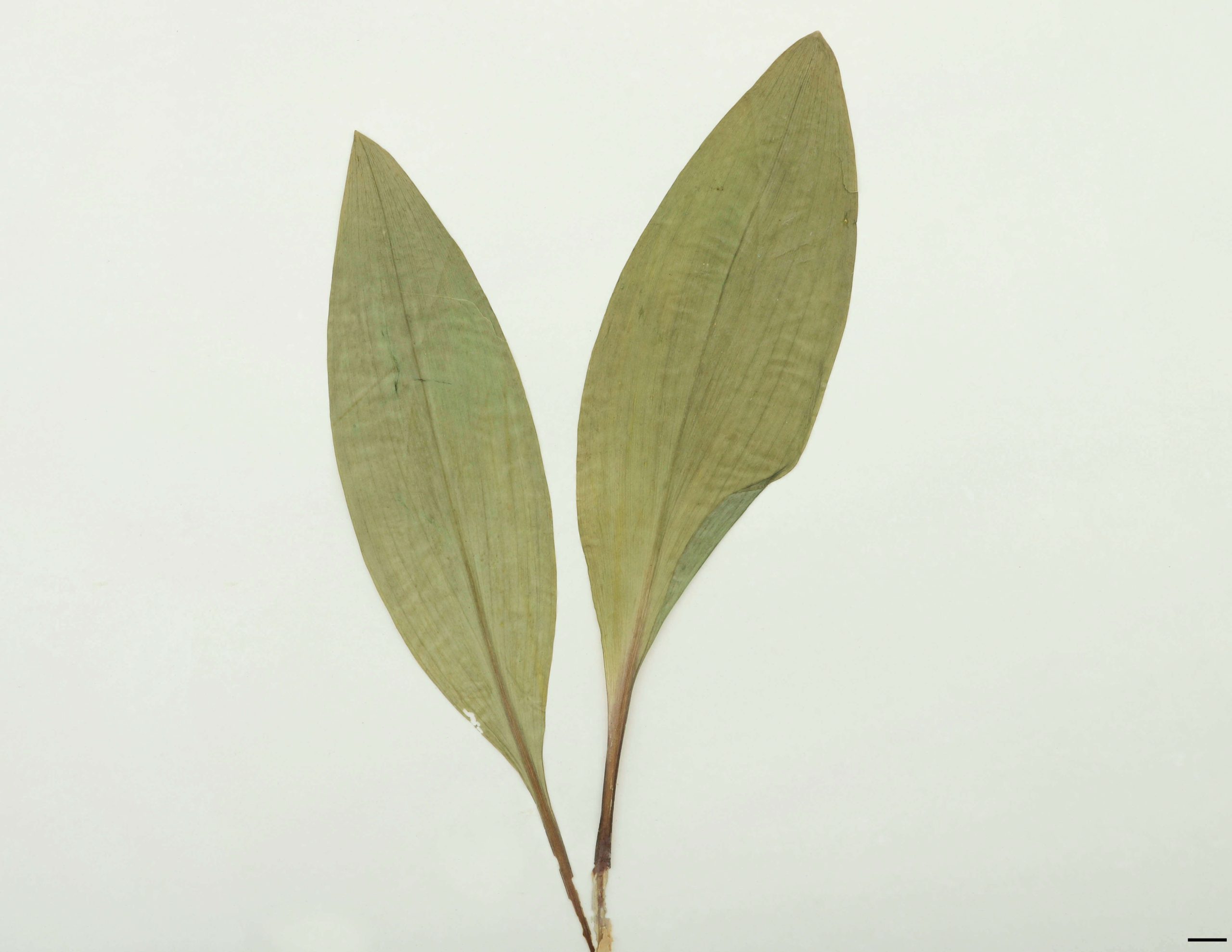 Feuilles 1-3, basilaires, elliptiques à lancéolées, longuement atténuées à la base, parfois légèrement glauques, à marge entière.