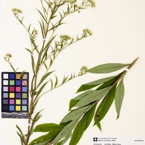 Aster à ombelles