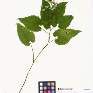 Aster à feuilles cordées