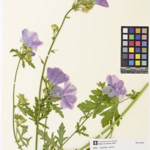 Mauve musquée