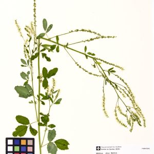 Mélilot blanc