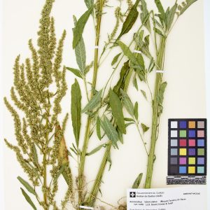 Amarante tuberculée
