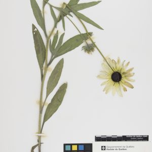 Rudbeckie tardive
