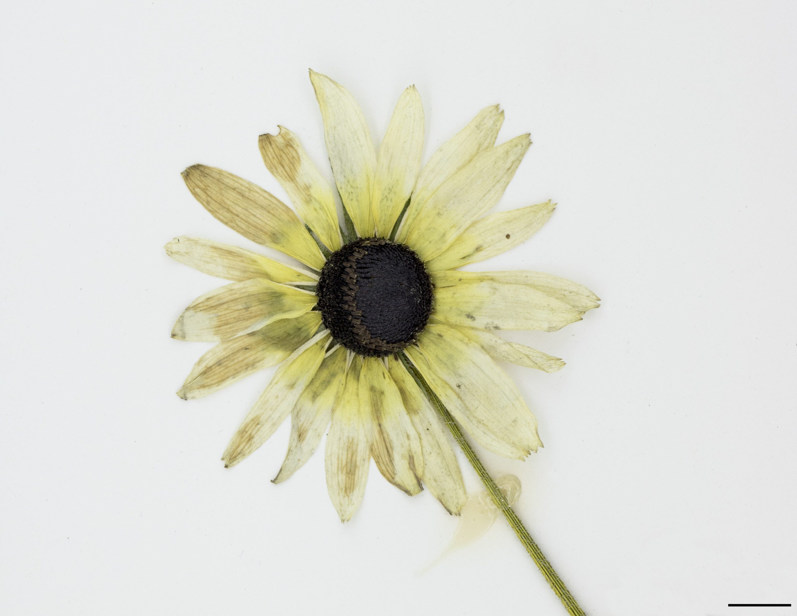 Fleur composée de fleurons tubulés brunâtres au centre et de fleurons ligulés jaunes à l’extérieur
