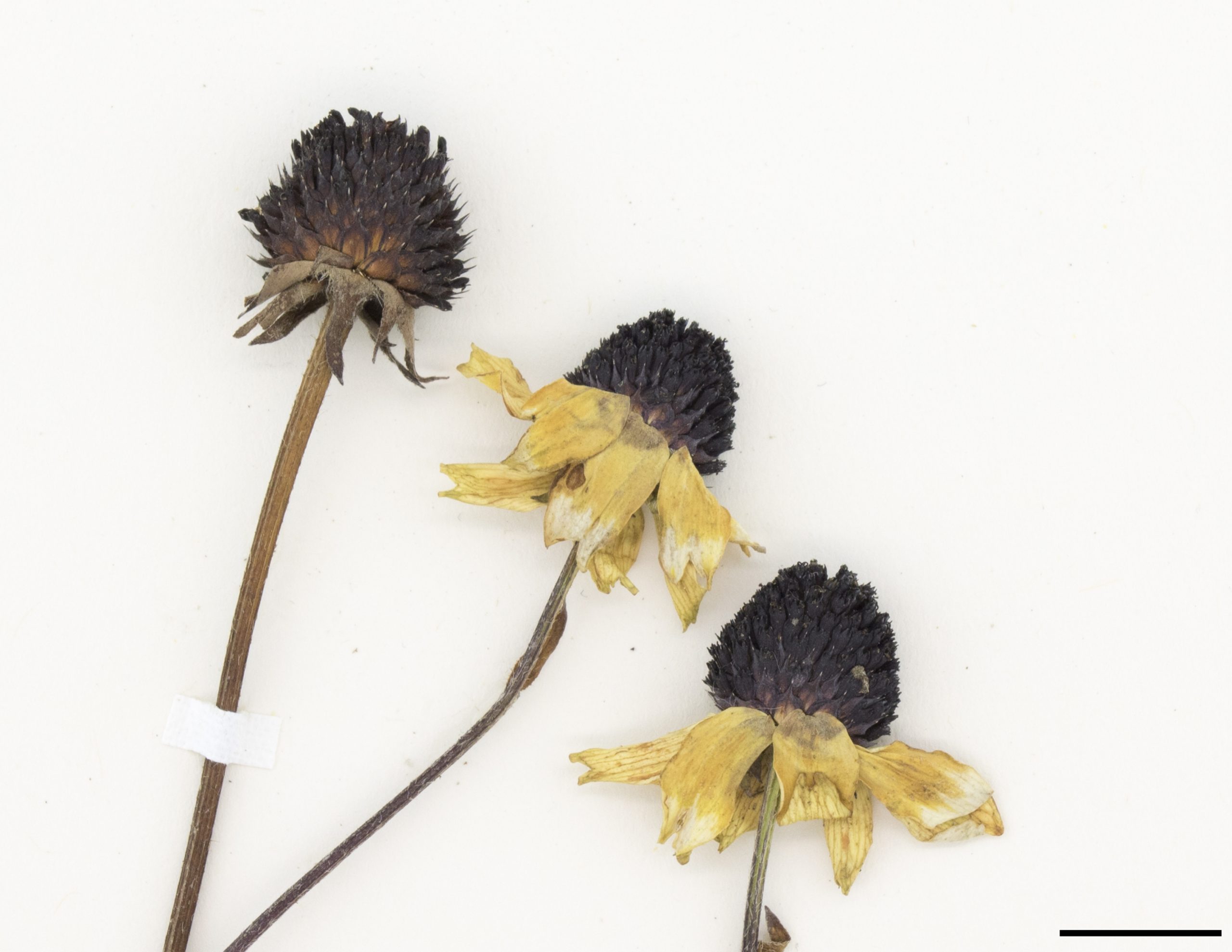 Infrutescence composée de nombreux akènes sans aigrette