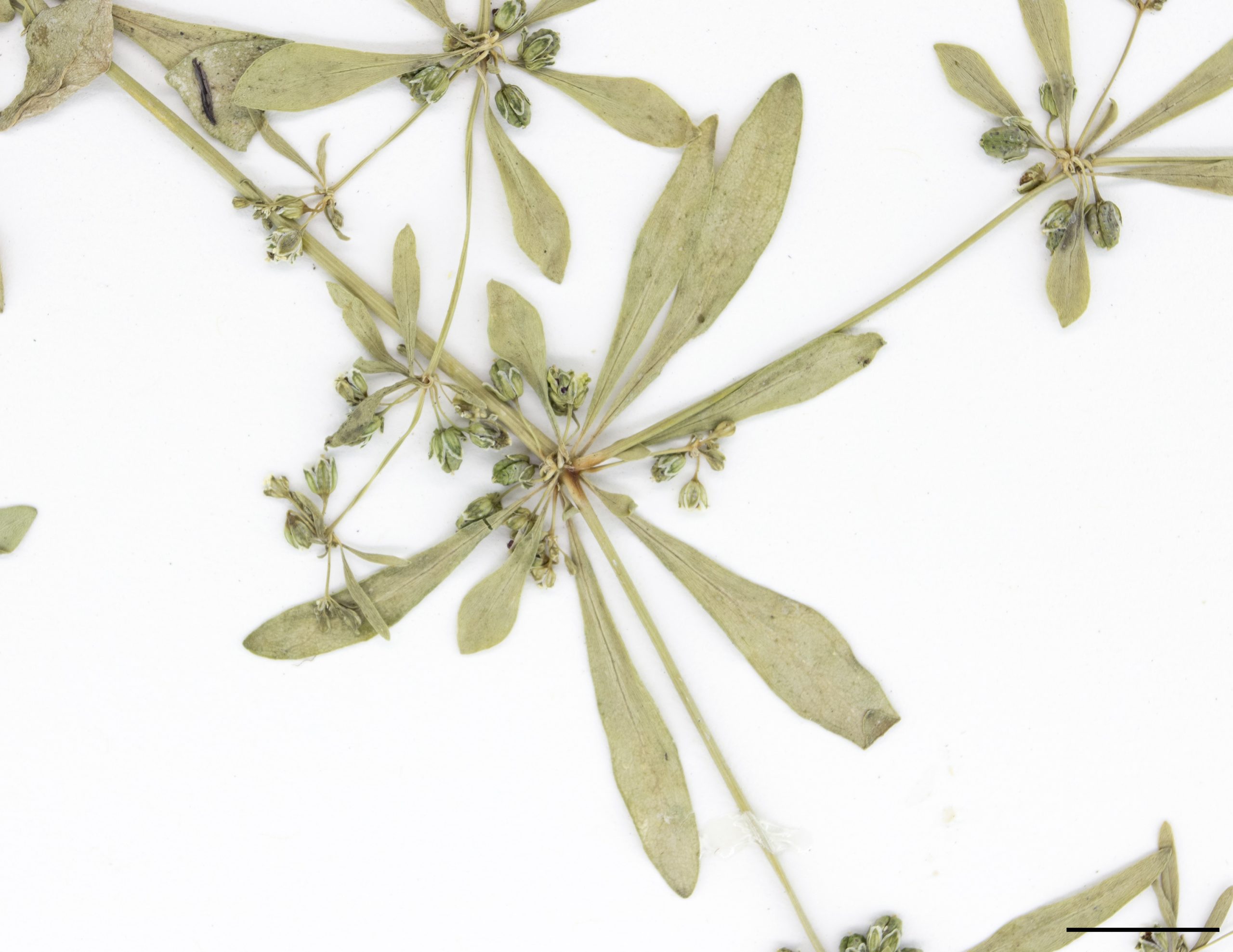 Feuilles de forme elliptique, en verticille de 4 à 6 sur la tige