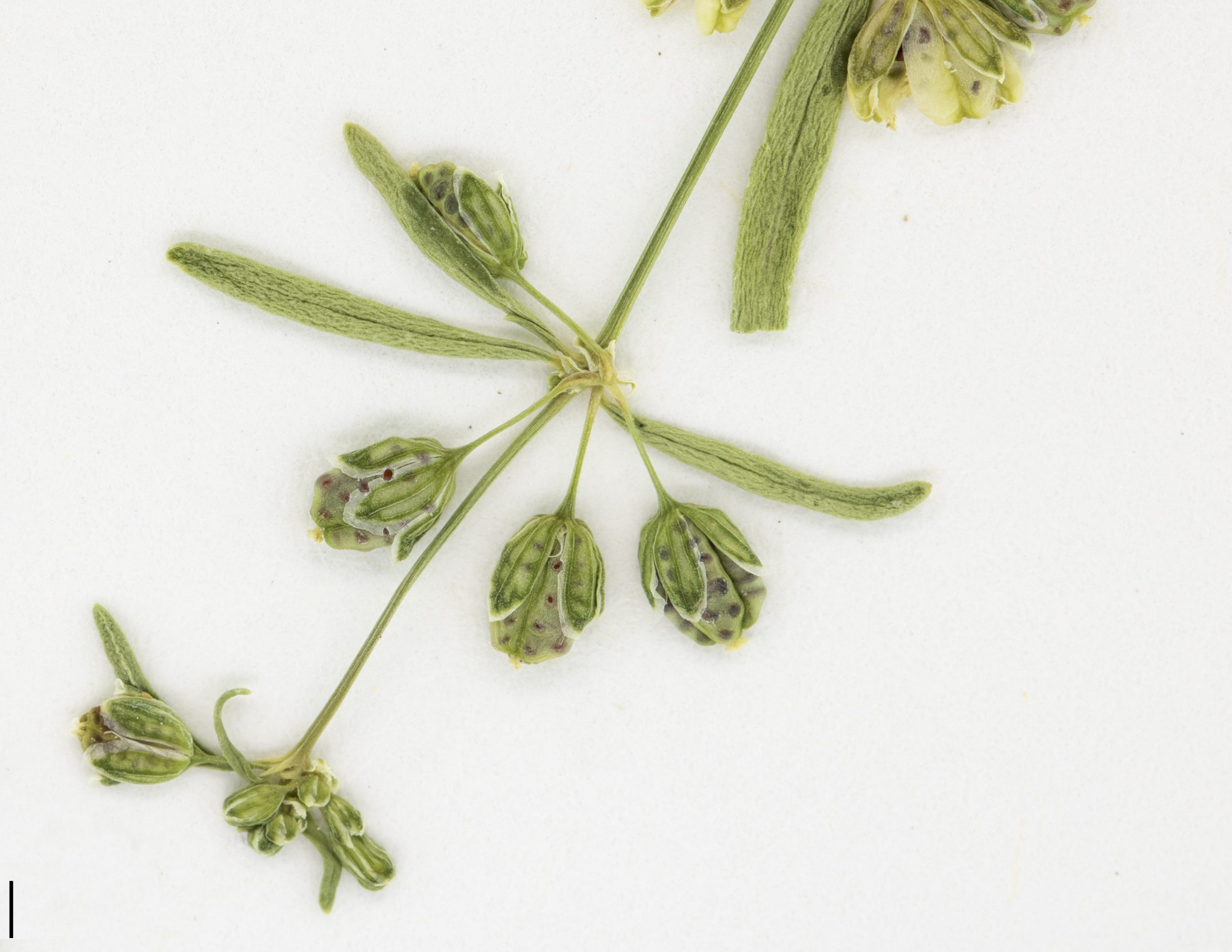 Le fruit est une capsule qui s’ouvre par 3 valves