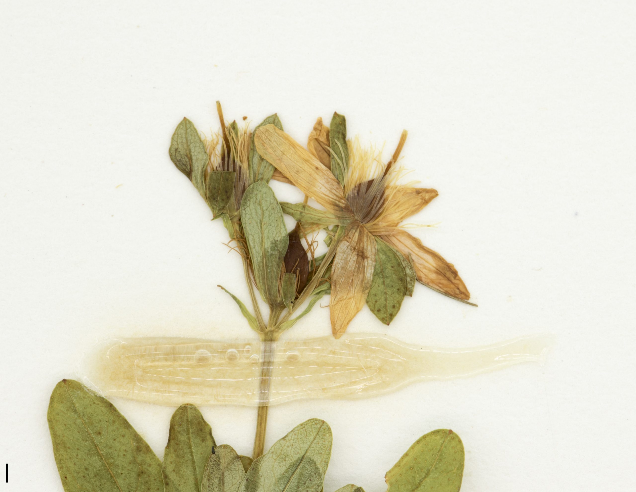 Fleur à 5 pétales jaunes, inflorescence corymbiforme