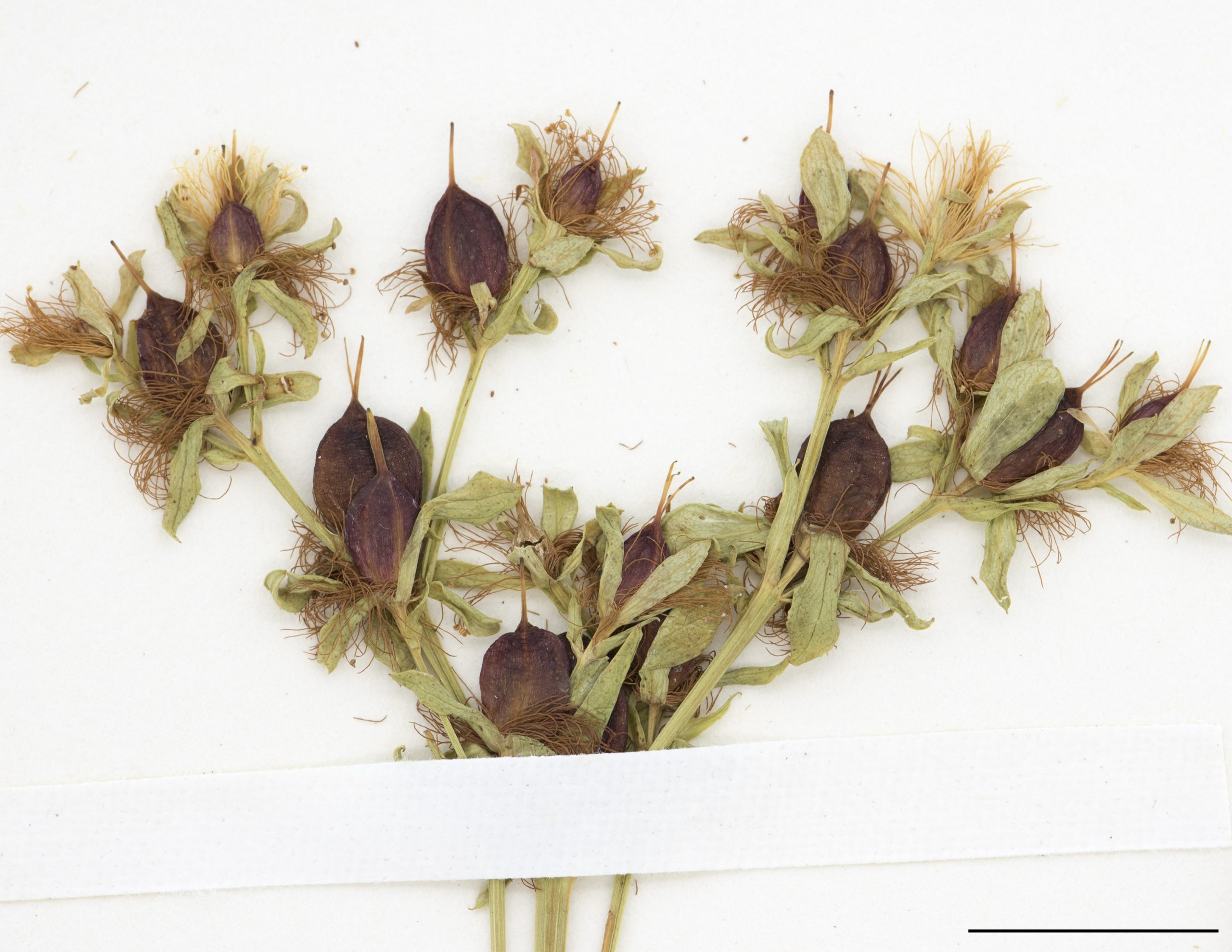 Fruit, une capsule rouge pourpre contenant les graines