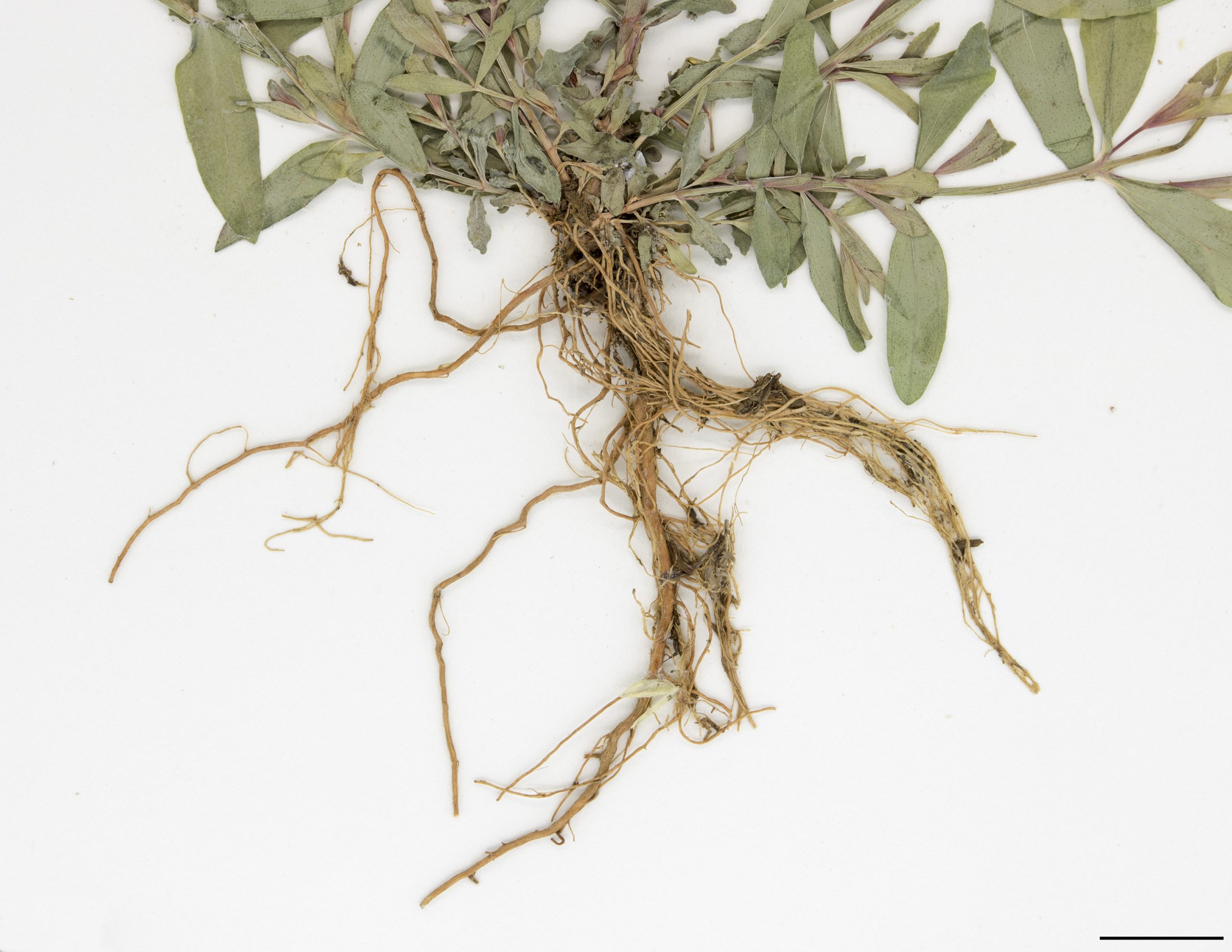 Système racinaire comprenant des rhizomes courts